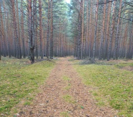 Прирезка лесных участков Кадастровые работы в Киришах